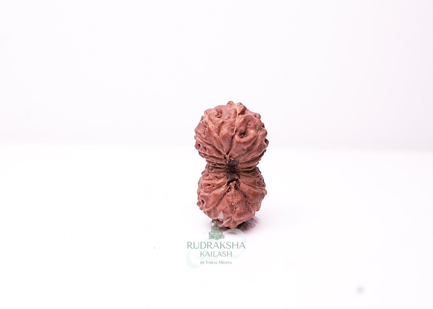 18 Mukhi Indonesian Rudraksha - 1813