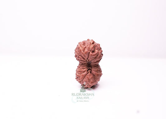 18 Mukhi Indonesian Rudraksha - 1813