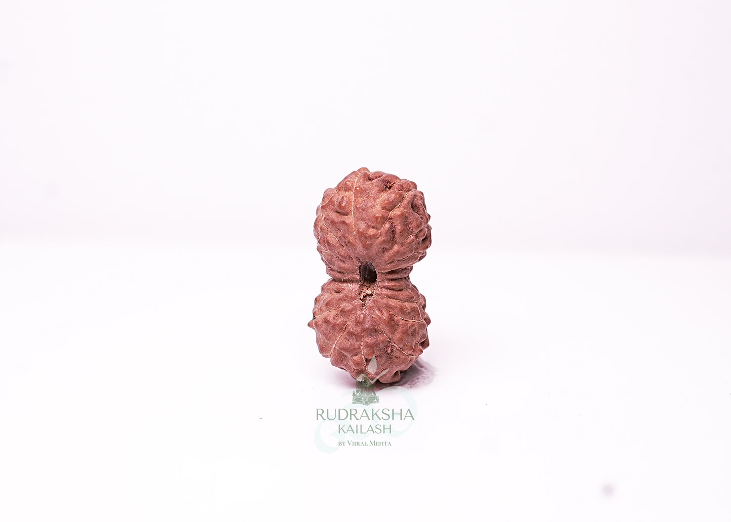 18 Mukhi Indonesian Rudraksha - 1813
