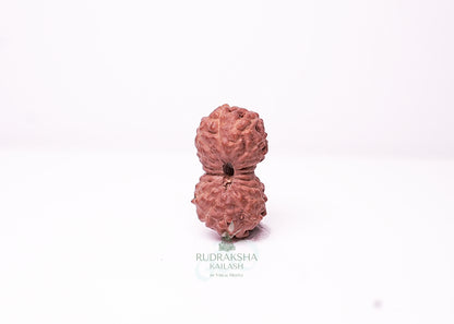 18 Mukhi Indonesian Rudraksha - 1813