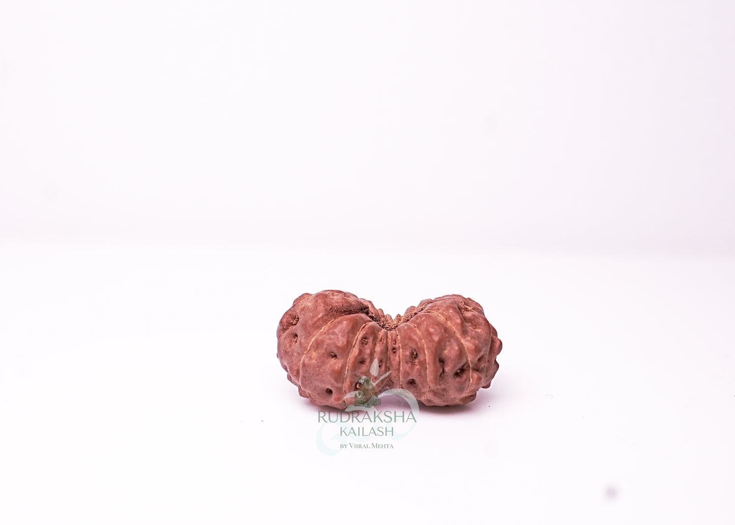 18 Mukhi Indonesian Rudraksha - 1813