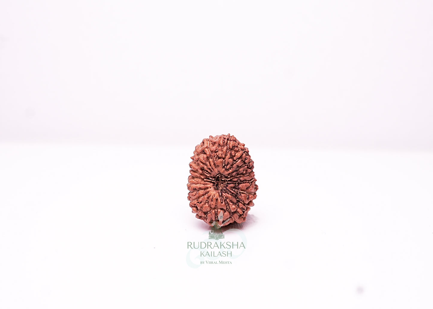 18 Mukhi Indonesian Rudraksha - 1814