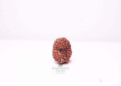 18 Mukhi Indonesian Rudraksha - 1814