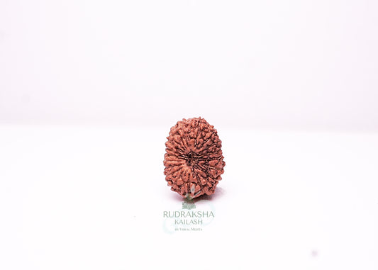 18 Mukhi Indonesian Rudraksha - 1814