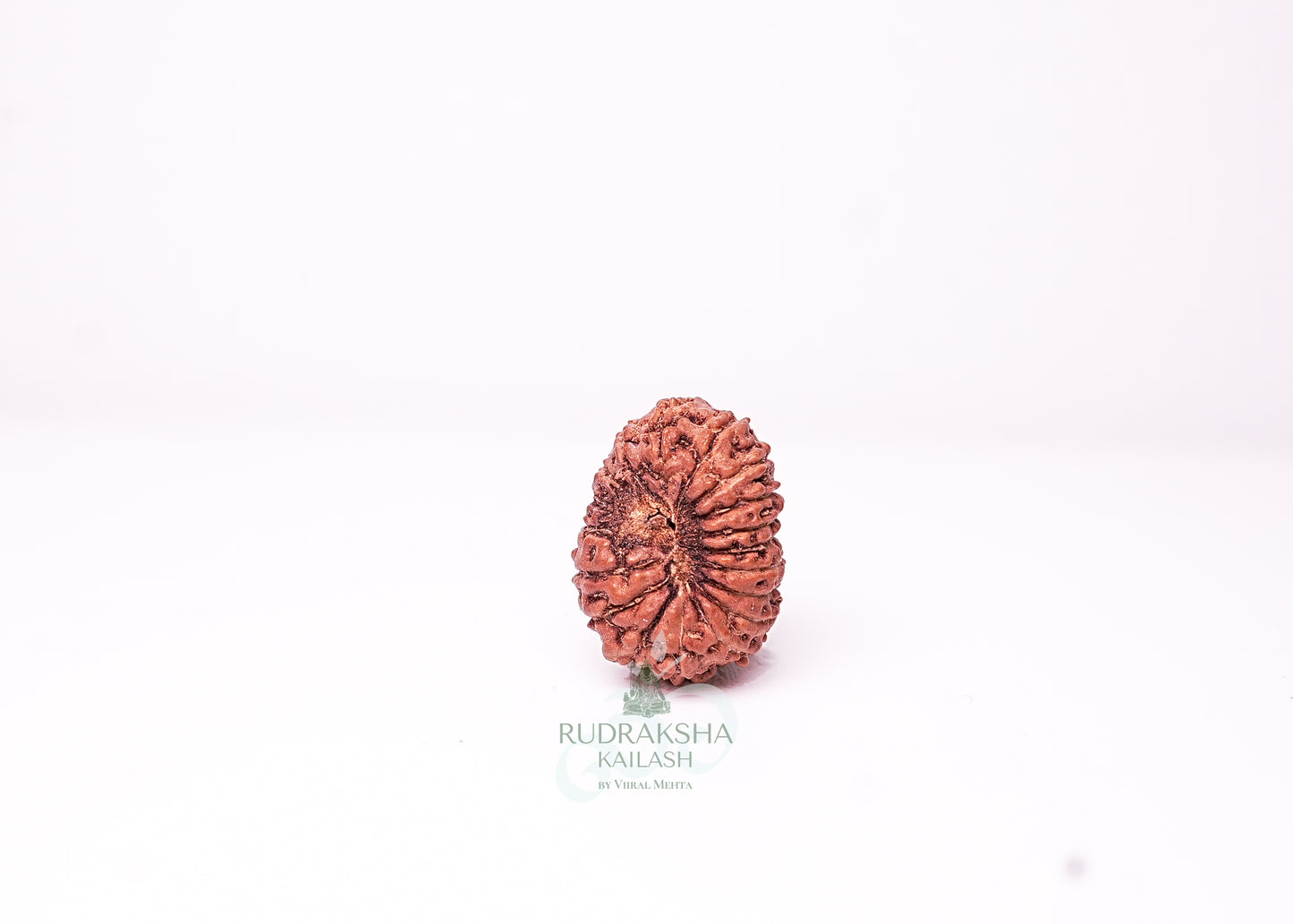 18 Mukhi Indonesian Rudraksha - 1814
