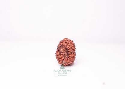 18 Mukhi Indonesian Rudraksha - 1814