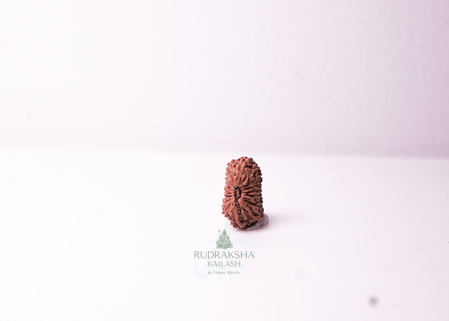 18 Mukhi Indonesian Rudraksha - 1815