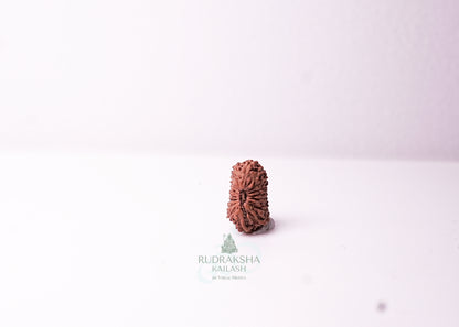 18 Mukhi Indonesian Rudraksha - 1815