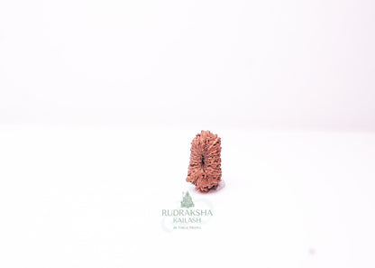 18 Mukhi Indonesian Rudraksha - 1815