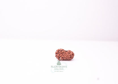 18 Mukhi Indonesian Rudraksha - 1815