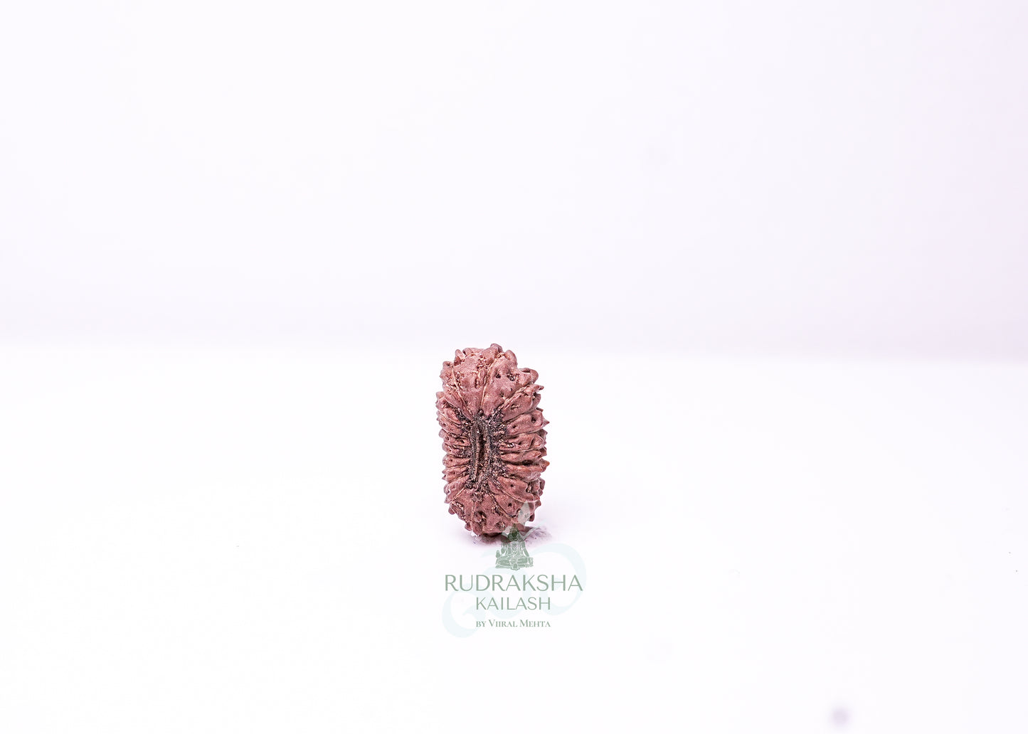 19 Mukhi Indonesian Rudraksha - 1910