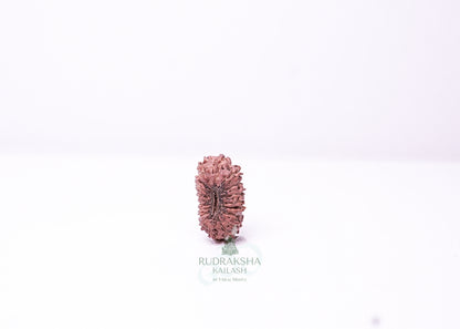 19 Mukhi Indonesian Rudraksha - 1910