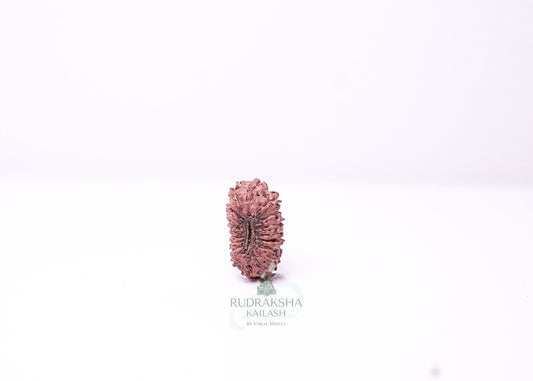 19 Mukhi Indonesian Rudraksha - 1910