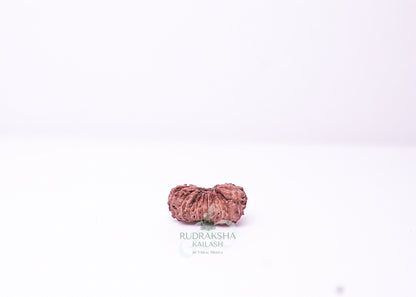 19 Mukhi Indonesian Rudraksha - 1910
