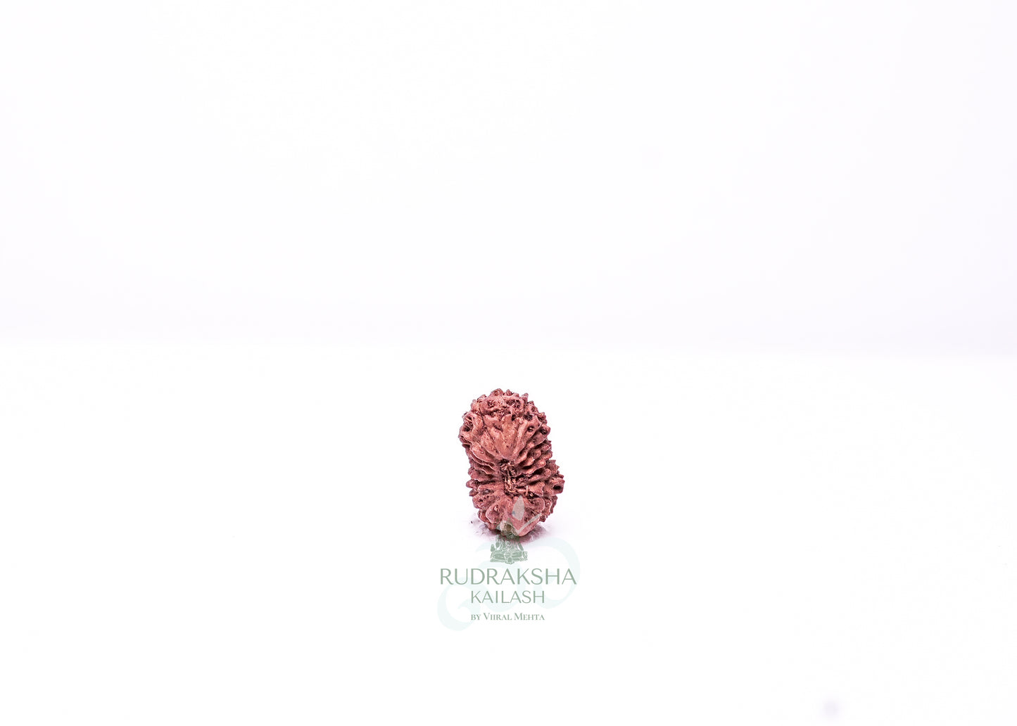 19 Mukhi Indonesian Rudraksha - 1911