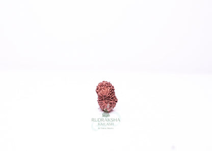 19 Mukhi Indonesian Rudraksha - 1911