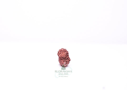 19 Mukhi Indonesian Rudraksha - 1911