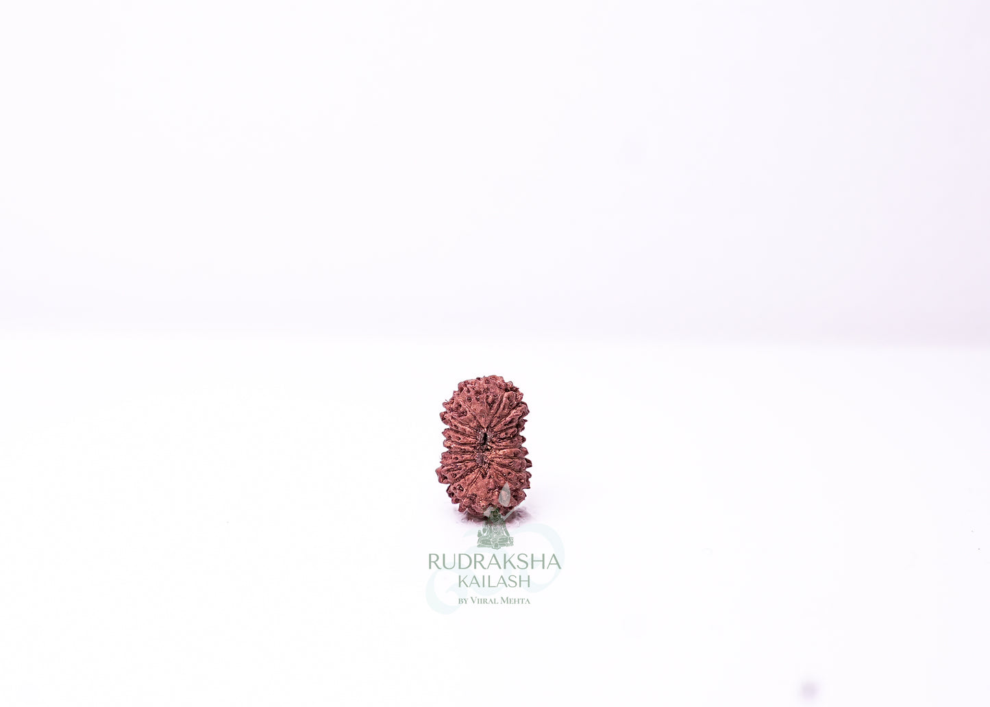 19 Mukhi Indonesian Rudraksha - 1911
