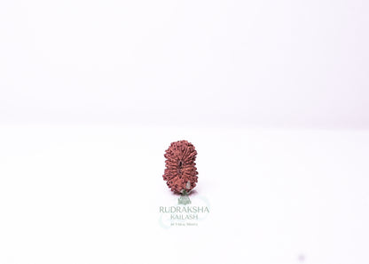 19 Mukhi Indonesian Rudraksha - 1911