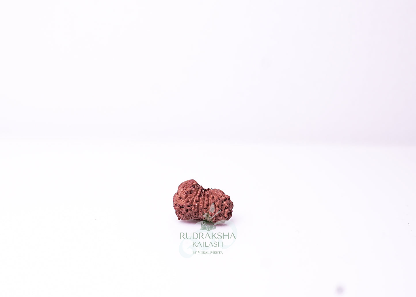 19 Mukhi Indonesian Rudraksha - 1911