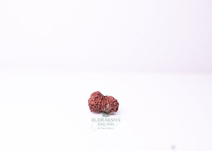 19 Mukhi Indonesian Rudraksha - 1911