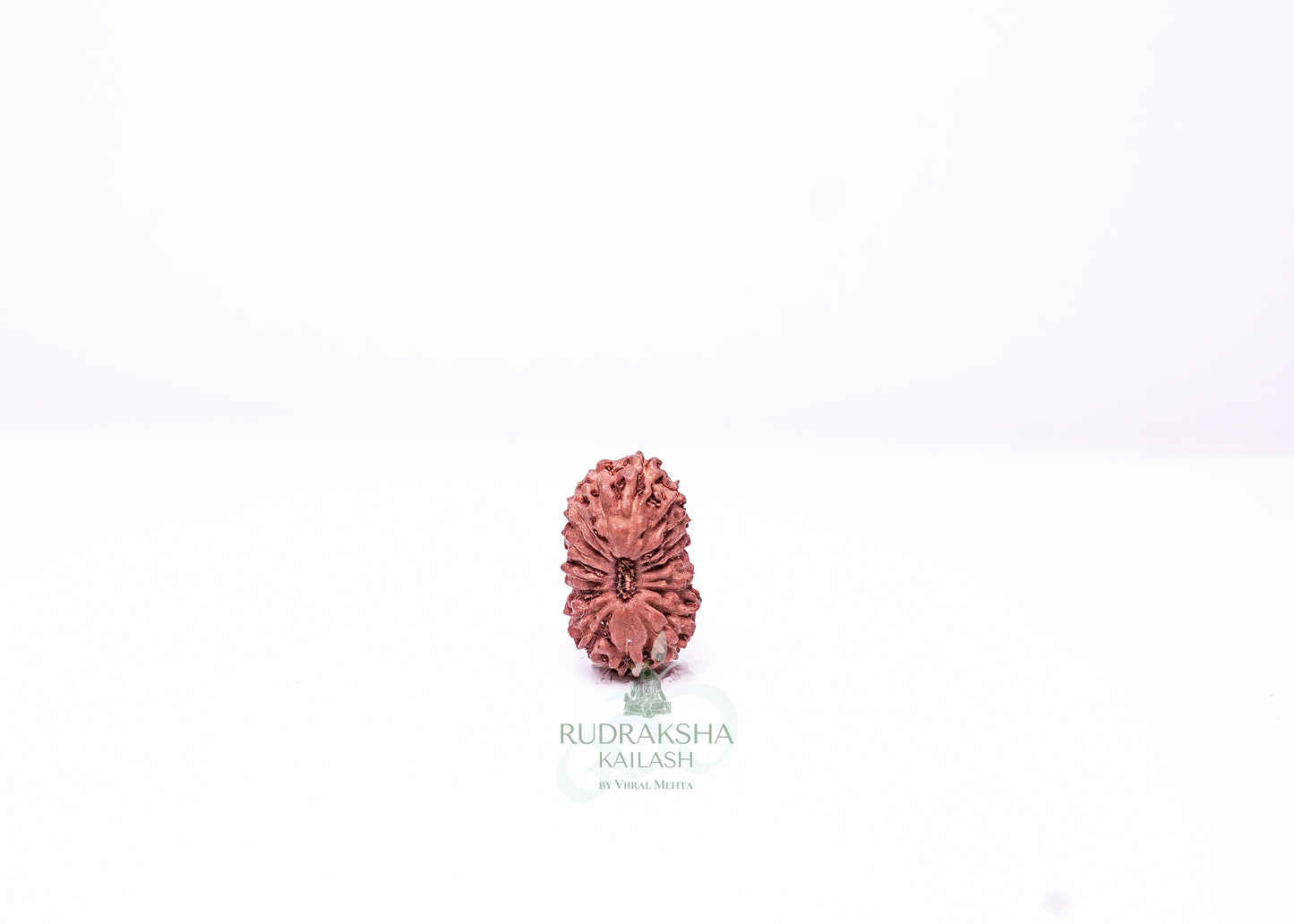 19 Mukhi Indonesian Rudraksha - 1912