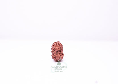 19 Mukhi Indonesian Rudraksha - 1912