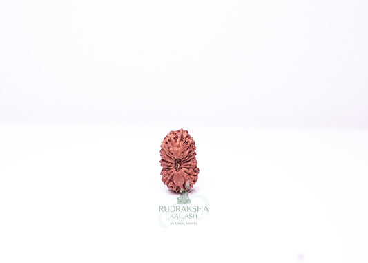 19 Mukhi Indonesian Rudraksha - 1912