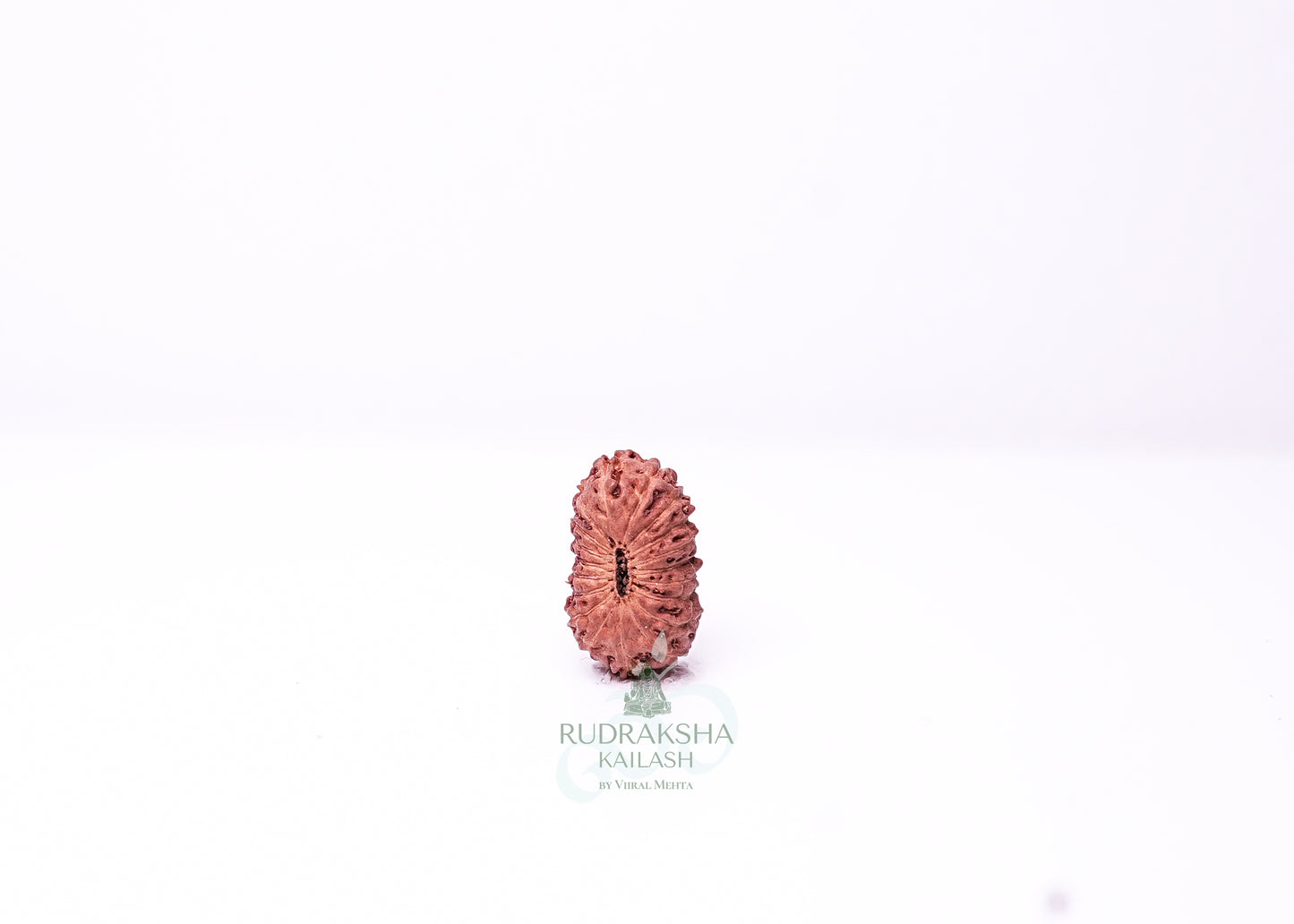 19 Mukhi Indonesian Rudraksha - 1912
