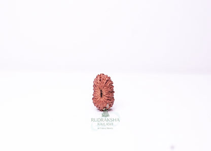 19 Mukhi Indonesian Rudraksha - 1912