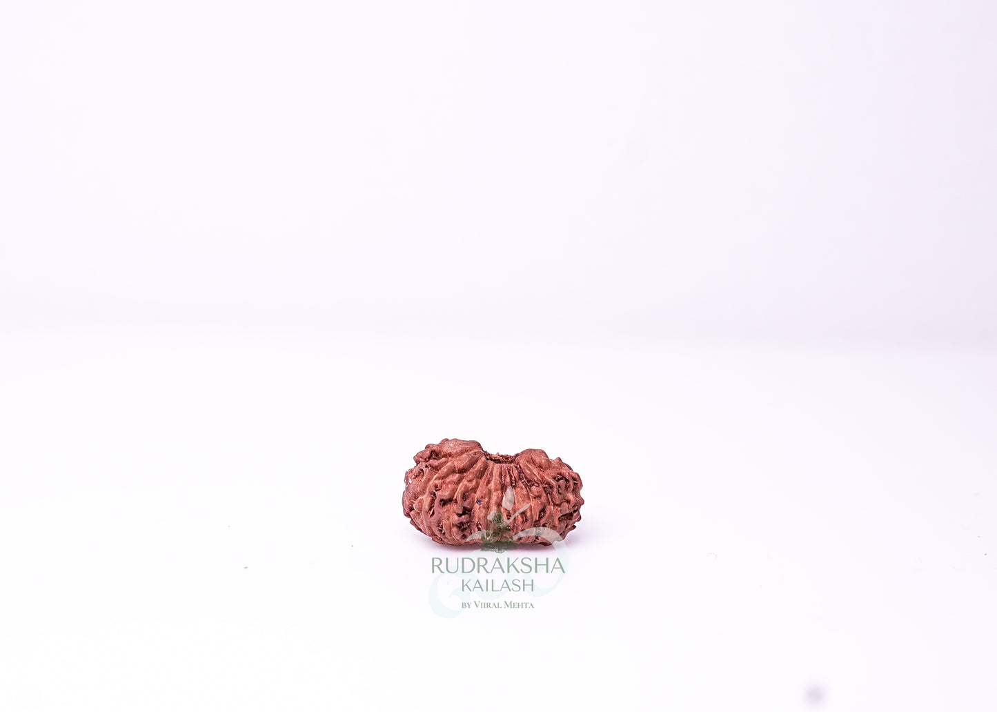 19 Mukhi Indonesian Rudraksha - 1912