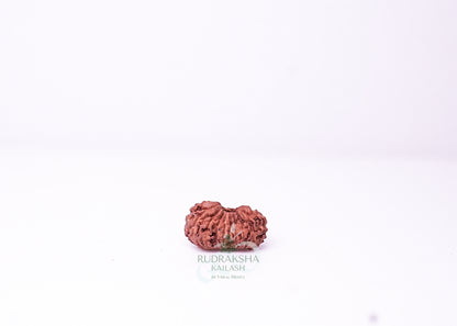 19 Mukhi Indonesian Rudraksha - 1912