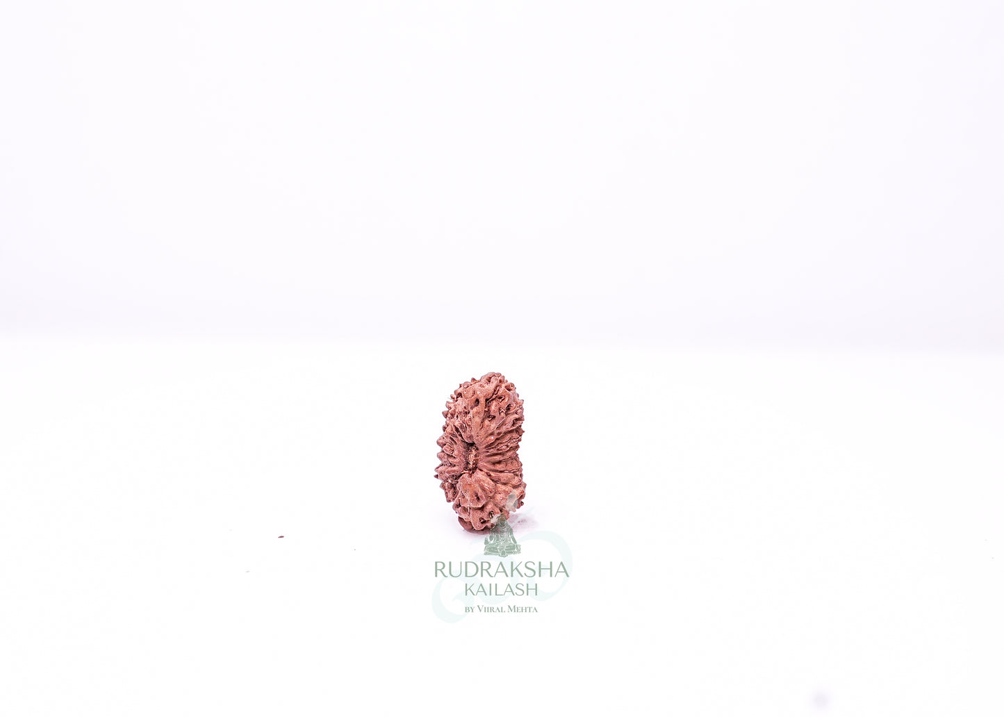 19 Mukhi Indonesian Rudraksha - 1913