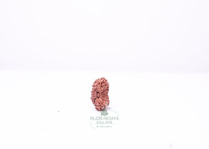 19 Mukhi Indonesian Rudraksha - 1913