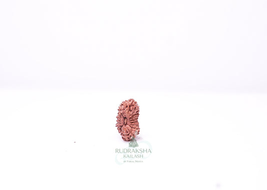 19 Mukhi Indonesian Rudraksha - 1913
