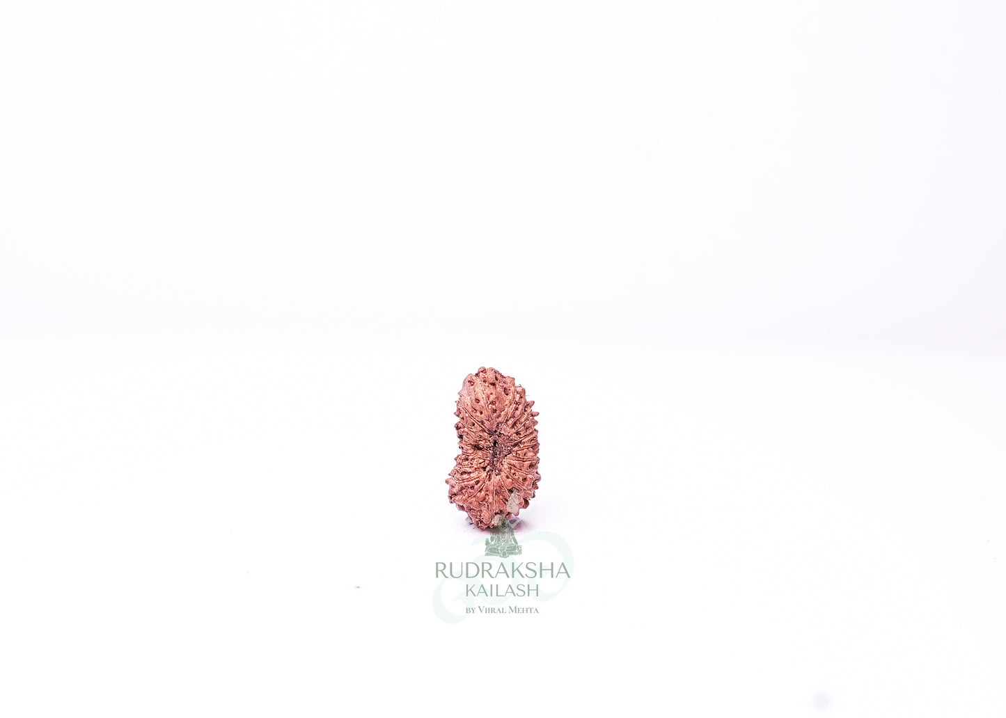 19 Mukhi Indonesian Rudraksha - 1913