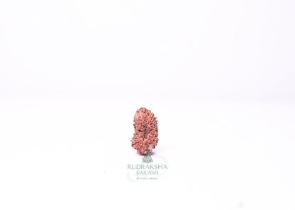 19 Mukhi Indonesian Rudraksha - 1913