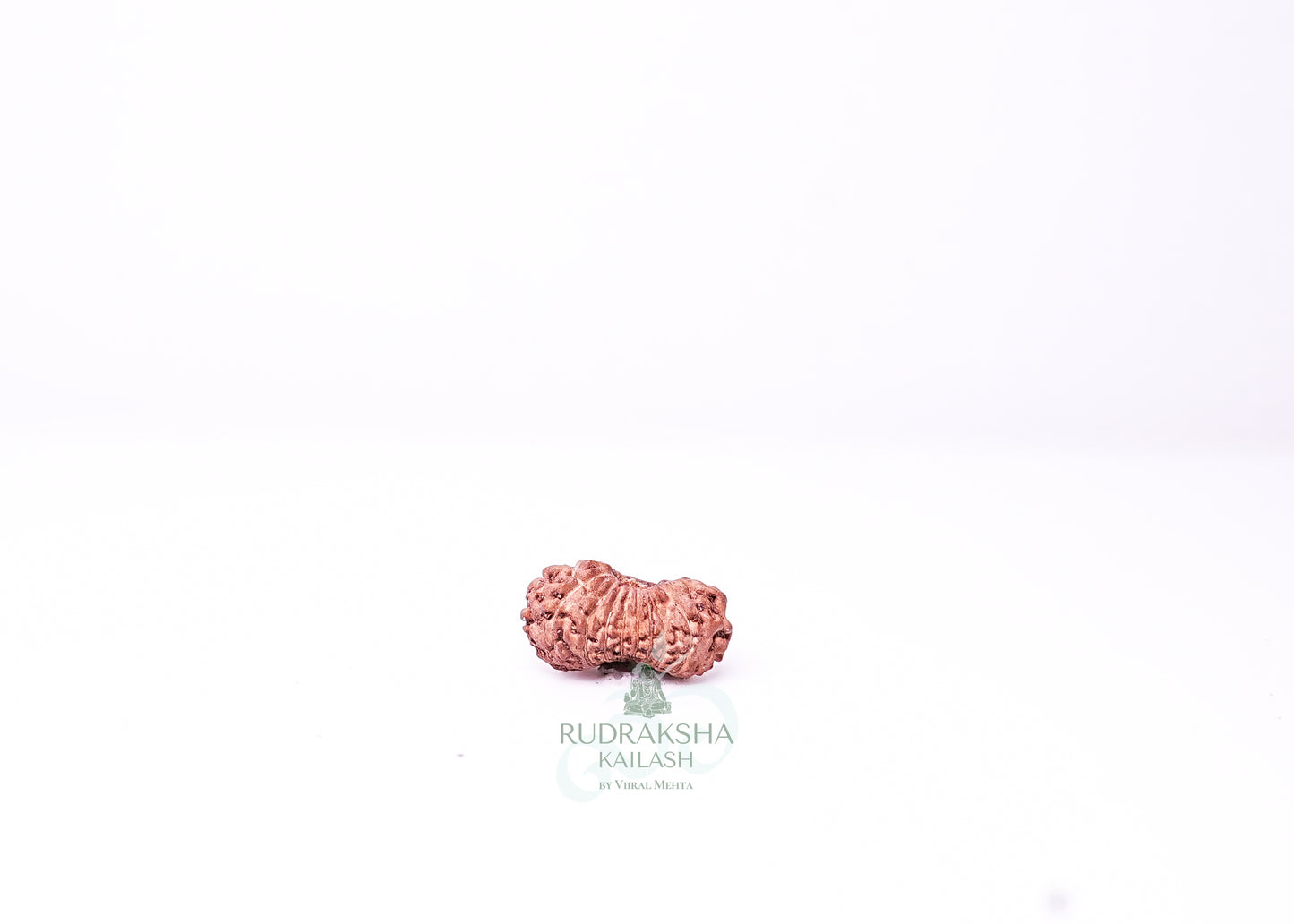 19 Mukhi Indonesian Rudraksha - 1913