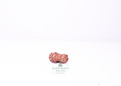 19 Mukhi Indonesian Rudraksha - 1913
