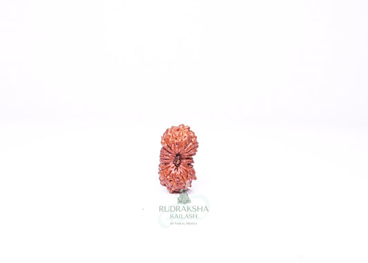 19 Mukhi Indonesian Rudraksha - 1914