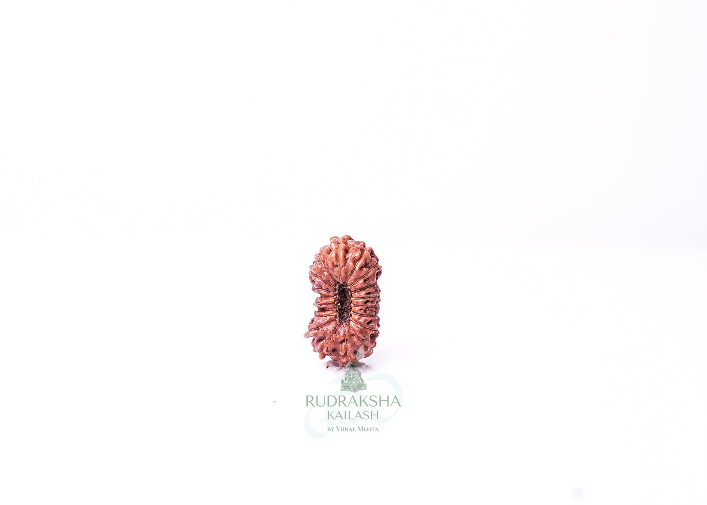 19 Mukhi Indonesian Rudraksha - 1914