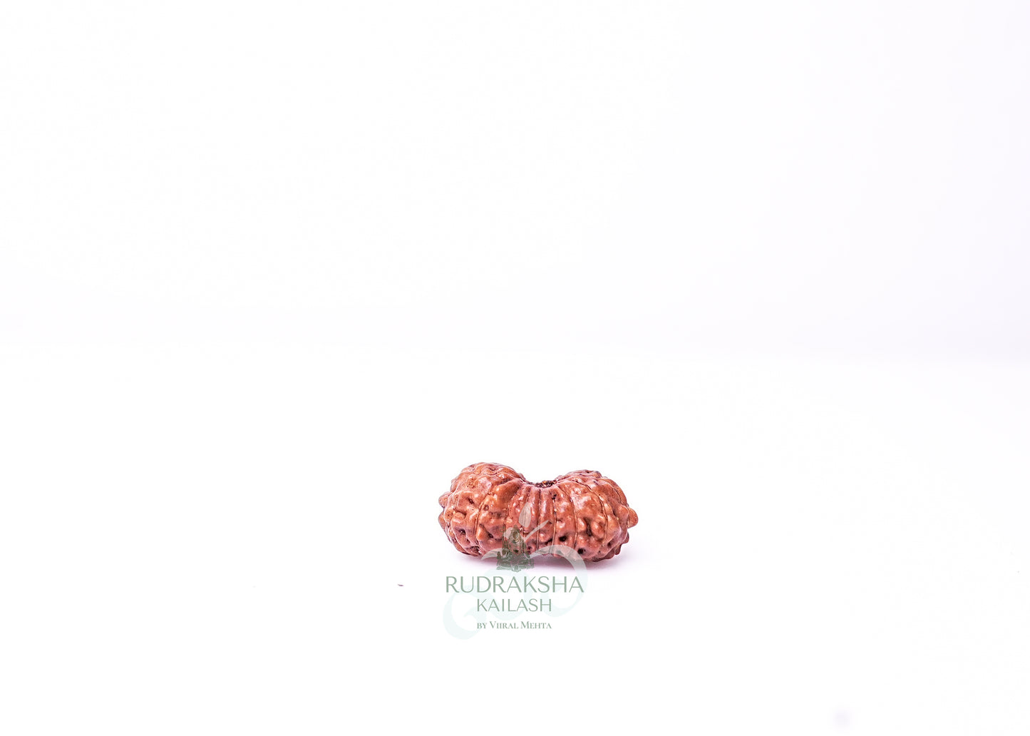 19 Mukhi Indonesian Rudraksha - 1914