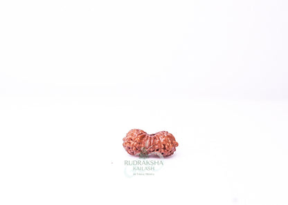 19 Mukhi Indonesian Rudraksha - 1914