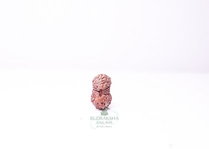 19 Mukhi Indonesian Rudraksha - 1915