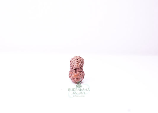 19 Mukhi Indonesian Rudraksha - 1915
