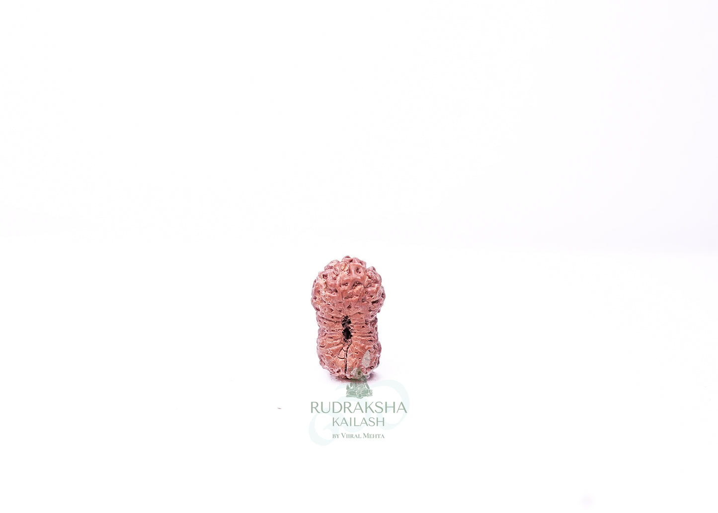 19 Mukhi Indonesian Rudraksha - 1915