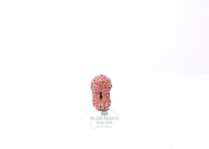 19 Mukhi Indonesian Rudraksha - 1915