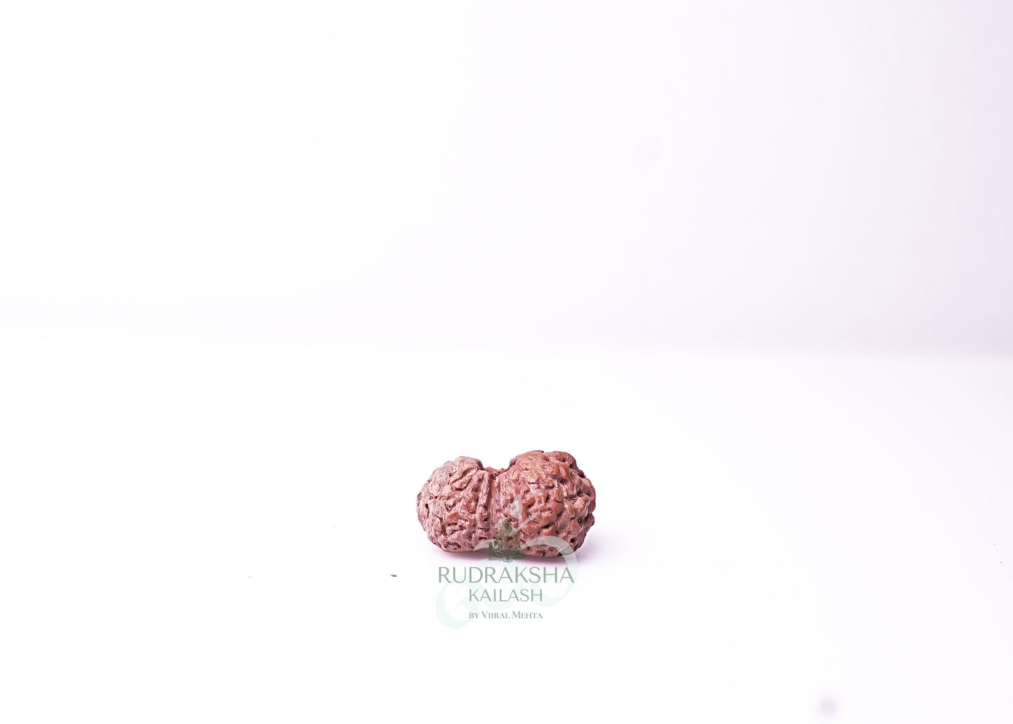 19 Mukhi Indonesian Rudraksha - 1915