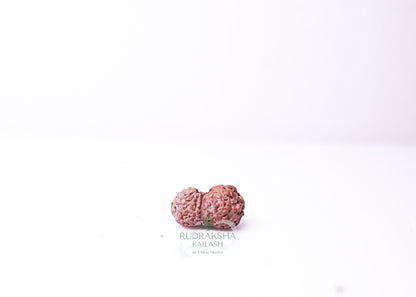 19 Mukhi Indonesian Rudraksha - 1915