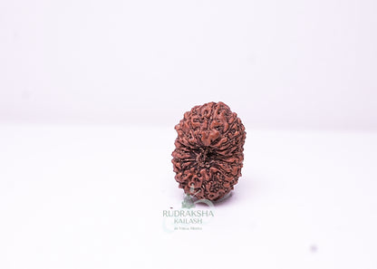 16 Mukhi Indonesian Rudraksha - 1601